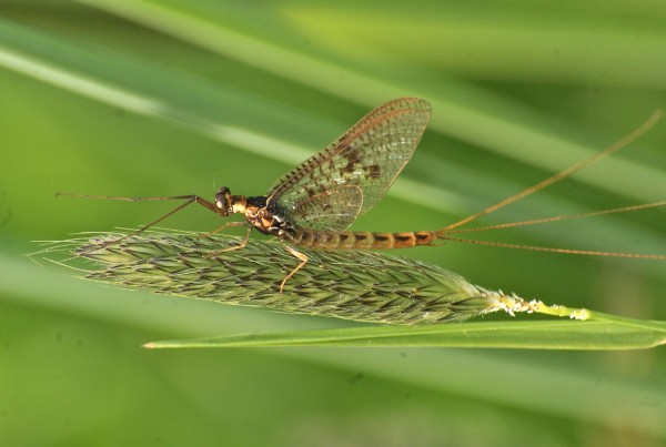 Ephéméroptères Ephéméroptères