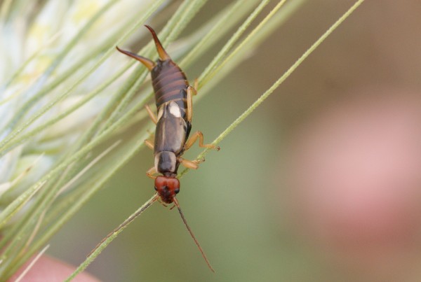 Dermaptères Dermaptères