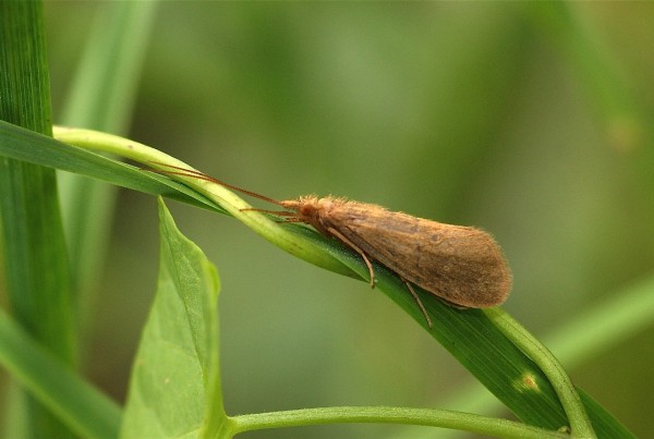 Trichoptères Trichoptères