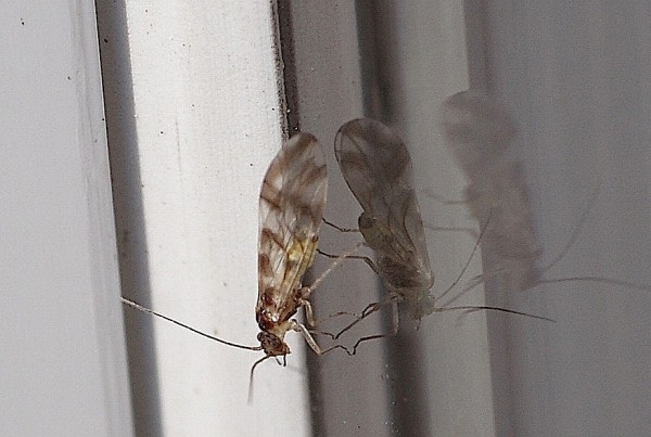 Psocoptères Psocoptères