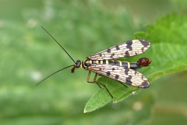 Mécoptères Mécoptères