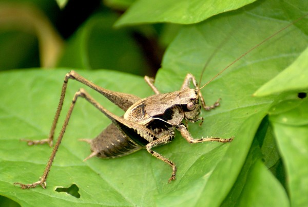 Orthoptères Orthoptères