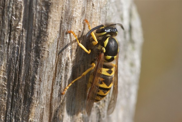 Hyménoptères Hyménoptères