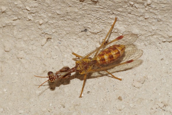 Neuroptères Neuroptères