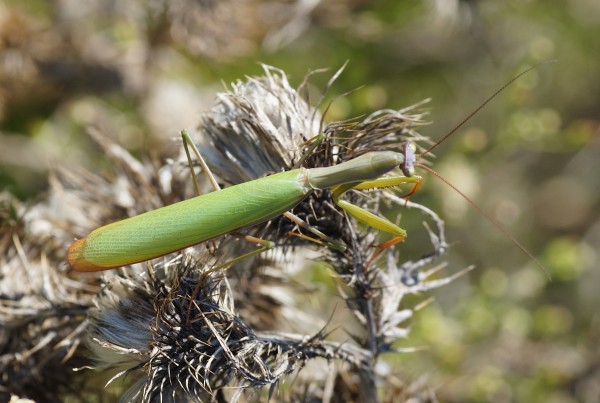 Dictyoptères Dictyoptères