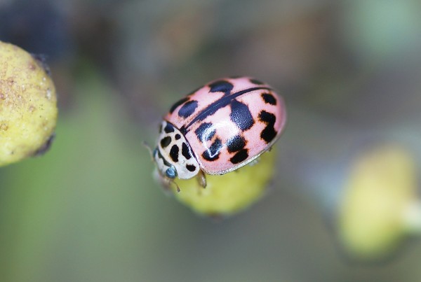 Coléoptères Coléoptères