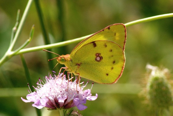 Lepidoptères Lepidoptères