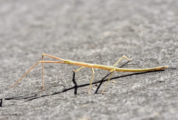 Phasmatodea Phasmatodea